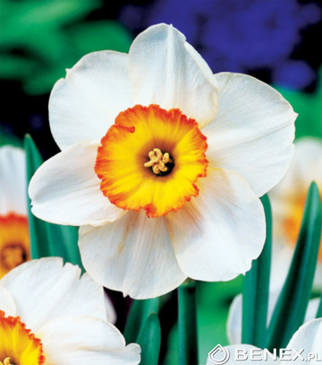 Singiel Narcissus - Narcyz Flower Record 14/16 30 Szt.
