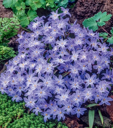 Chionodoxa Luciliae - Śnieżnik Lśniący 5/+ 1 Szt.