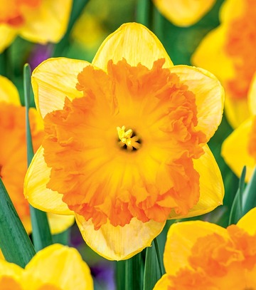 Narcissus - Narcyz Bright Corsage 14/16 1 Szt.