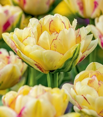 Tulip - Tulipan Double Shake 11/12 1 Szt.