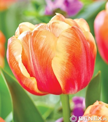 Tulip - Tulipan Tasmanie 11/12 1 Szt.