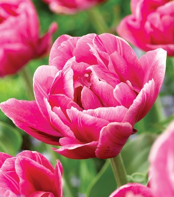 Tulip - Tulipan Pink Cameo 11/12 1 Szt.