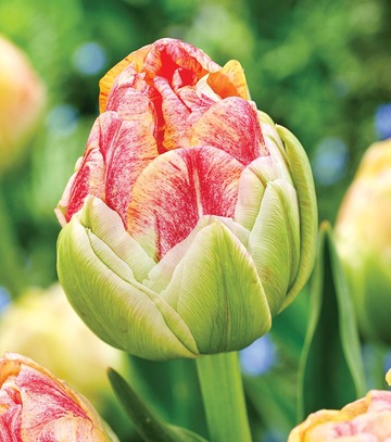 Tulip - Tulipan Sprinkle Dip 11/12 1 Szt.