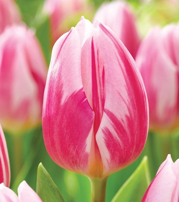 Tulip - Tulipan Bojangles 11/12 1 Szt.