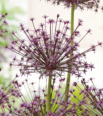 Singiel Allium - Czosnek Toabago (Spider) 10/+ 20 Szt.