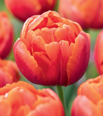 Singiel Tulip - Tulipan Icoon 11/12 50 Szt.