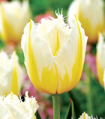 Singiel Tulip - Tulipan Lemon Beauty 11/12 30 Szt.
