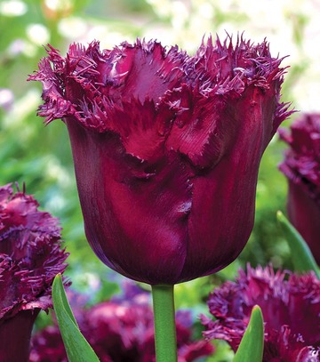 Singiel Tulip - Tulipan Gorilla 11/12 30 Szt.
