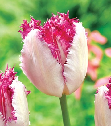 Singiel Tulip - Tulipan Eyelash 11/12 30 Szt.