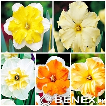 Showbox Narcissus - Narcyz O Rozszcz. Przykor. "1" 12/14 150 Szt.