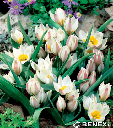 Singiel Tulipa - Tulipan Polychroma 6/7 100 Szt.
