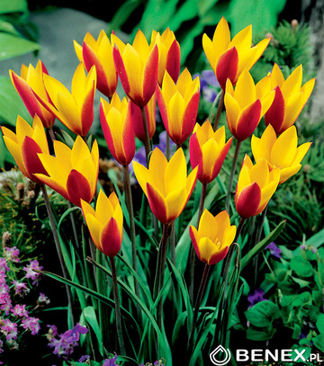 Singiel Tulipa - Tulipan Cynthia 6/7 100 Szt.