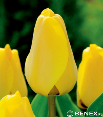 Singiel Tulipa - Tulipan Golden Apeldorn  11/12 50 Szt.