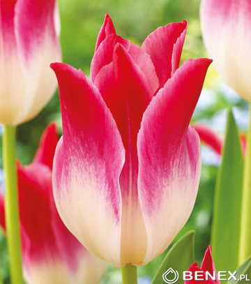Singiel Tulipa - Tulipan Whispering Dream 11/12 50 Szt.