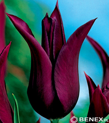 Singiel Tulipa - Tulipan Burgundy 11/12 50 Szt.