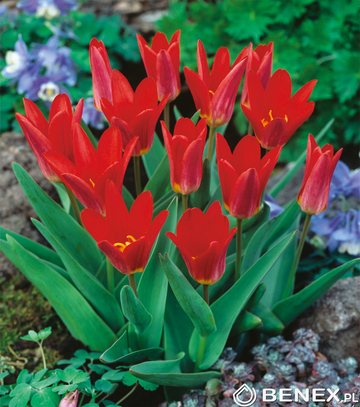 Singiel Tulipa - Tulipan Scarlet Baby 10/11 50 Szt.