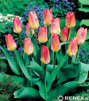 Singiel Tulipa - Tulipan Flamming Emperor 11/12 50 Szt.