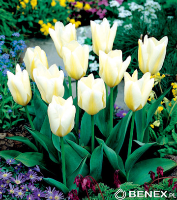 Singiel Tulipa - Tulipan White Purissima 10/11 50 Szt.