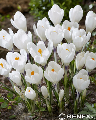 Kapers Crocus - Krokus Wielkokwiatowy Ice Queen 7/8 10 Szt.