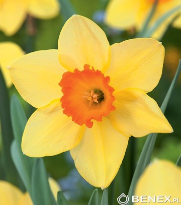 Kapers Narcissus - Narcyz Red Devon 14/16 3 Szt.