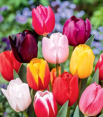 Kapers Tulip - Tulipan Triumph Mix 12/+ 5 Szt.