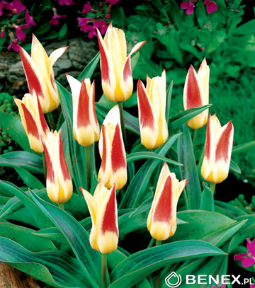 Singiel Tulipa - Tulipan Johann Straus 10/11 50 Szt.