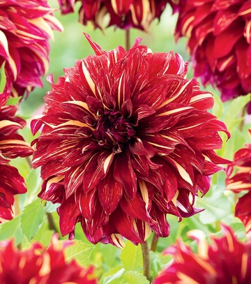 Dahlia - Dalia Bohemian Spartacus I 1 Szt.