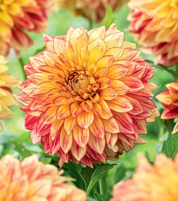 Dahlia - Dalia Lake Ontario I 1 Szt.