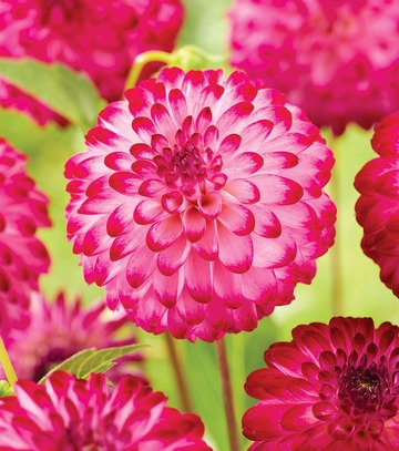 Dahlia - Dalia Little Robert I 1 Szt.