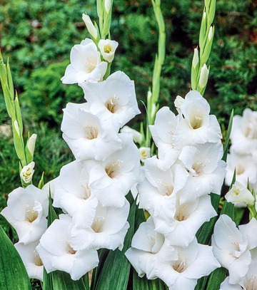 Gladiolus - Mieczyk Ice Master 12/14 1 Szt.