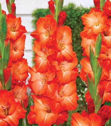Gladiolus - Mieczyk Salmon Star 12/14 1 Szt.