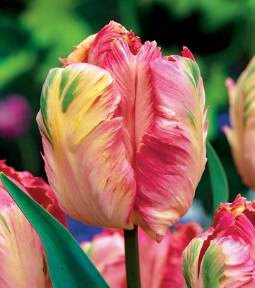 Singiel Tulipa - Tulipan Apricot Parrot 11/12 50 Szt.