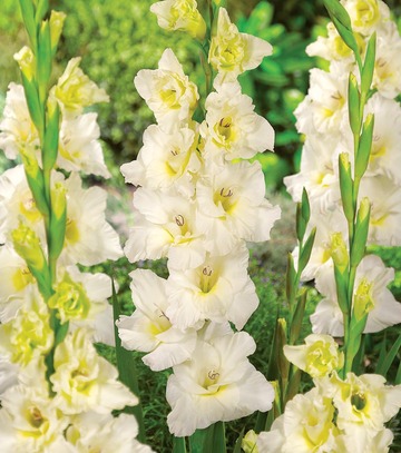 Gladiolus - Mieczyk Ivory Priscilla 12/14 1 Szt.