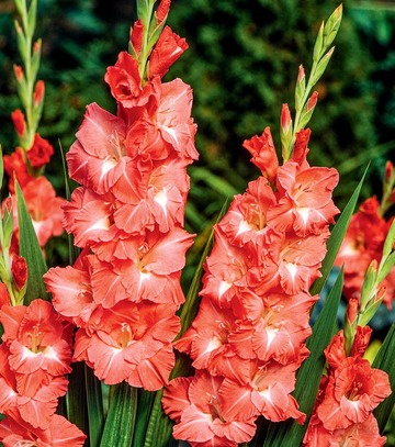 Gladiolus - Mieczyk Invictus 12/14 1 Szt.