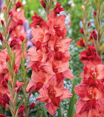 Gladiolus - Mieczyk Soul 12/14 1 Szt.