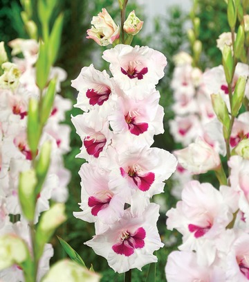 Gladiolus - Mieczyk Cera Corsage 12/14 1 Szt.