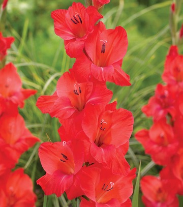 Gladiolus - Mieczyk Berlioz 12/14 1 Szt.