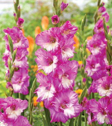 Gladiolus - Mieczyk Cera Corfinio 12/14 1 Szt.