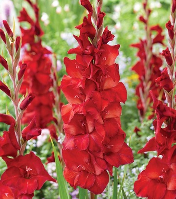 Gladiolus - Mieczyk Joska Bruin 12/14 1 Szt.
