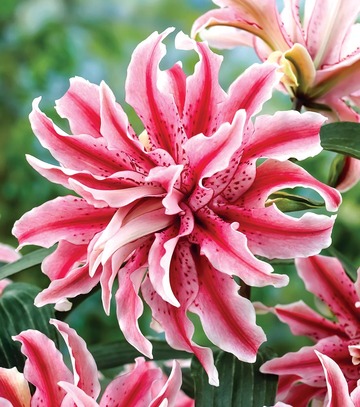 Lilium - Lilia Orientalna Pełna Magic Star 18/20 1 Szt.