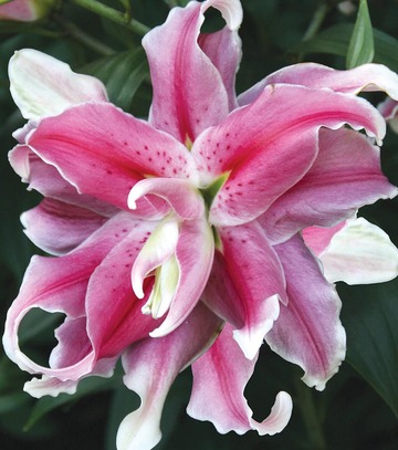Lilium - Lilia Orientalna Pełna Distant Drum 16/18 1 Szt.