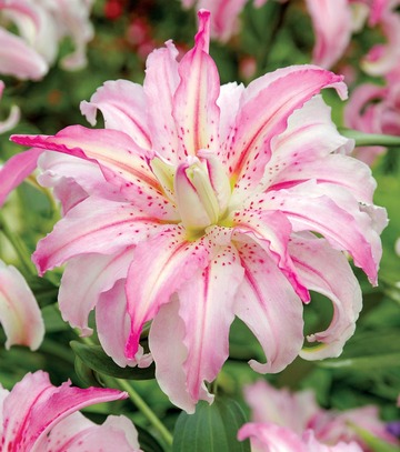 Lilium - Lilia Orientalna Pełna Broken Heart 18/20 1 Szt.