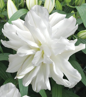 Lilium - Lilia Lotus Ice 16/18 1 Szt.