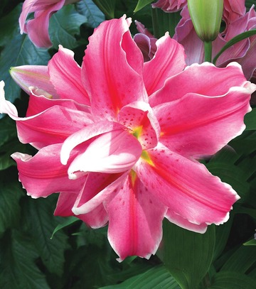 Lilium - Lilia Orientalna Pełna Lila Cloud 16/18 1 Szt.