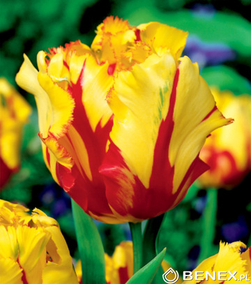Singiel Tulipa - Tulipan Texas Flame 11/12 50 Szt.