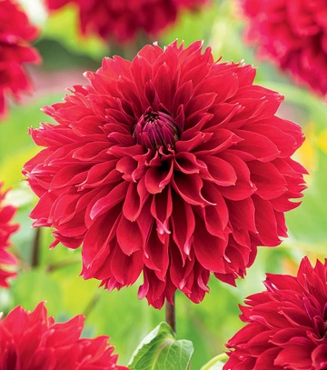 Singiel Dahlia - Dalia Red Fubuki I 8 Szt.