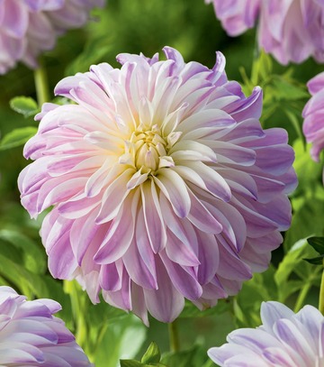 Singiel Dahlia - Dalia Time For All I 8 Szt.