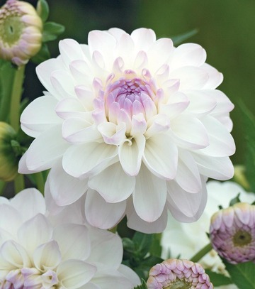 Singiel Dahlia - Dalia Eveline I 8 Szt.