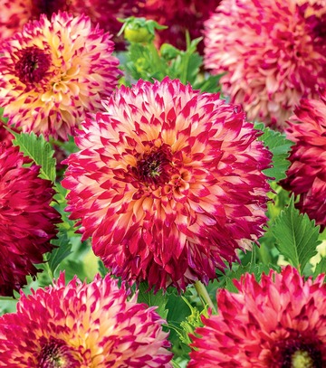 Singiel Dahlia - Dalia Aiyana I 8 Szt.