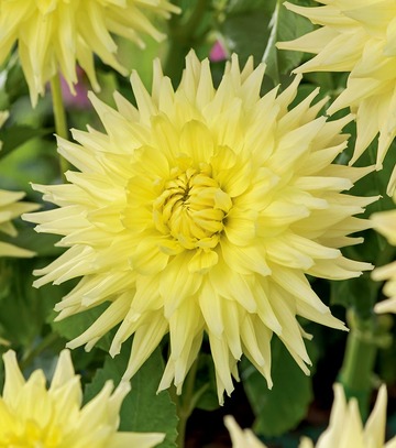Singiel Dahlia - Dalia Trooper Dan I 8 Szt.